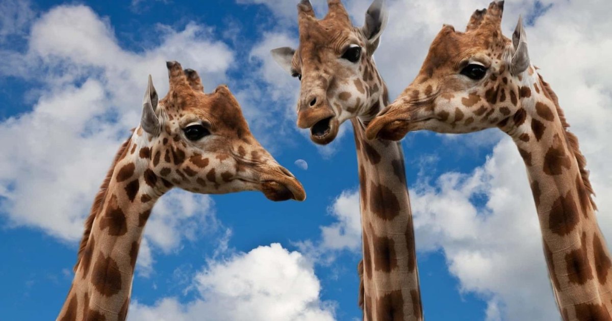 Trois girafes en plein dialogue !