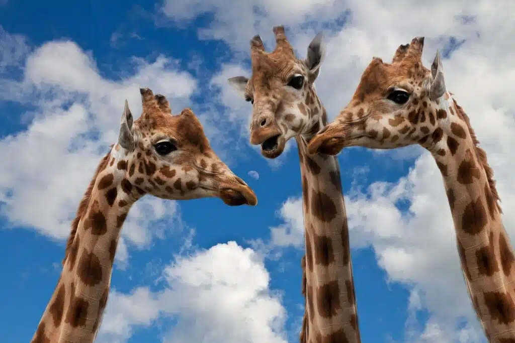 Trois girafes en plein dialogue !