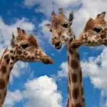 Trois girafes en plein dialogue !