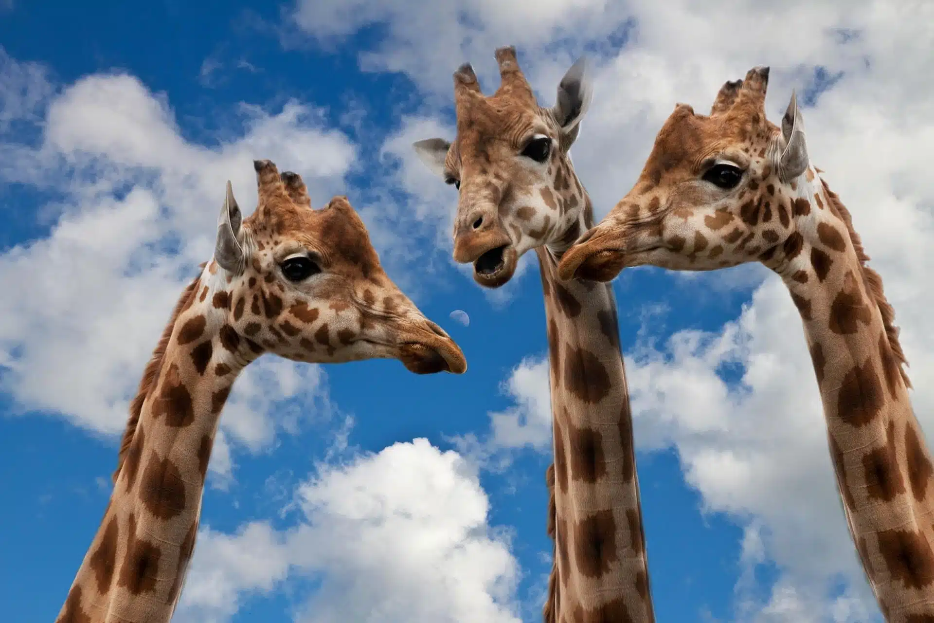 Trois girafes en plein dialogue !